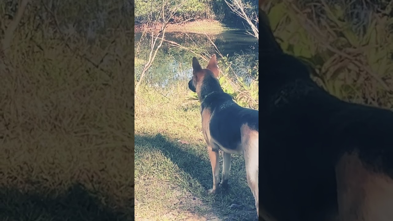 Something caught his attention shorts YouTube