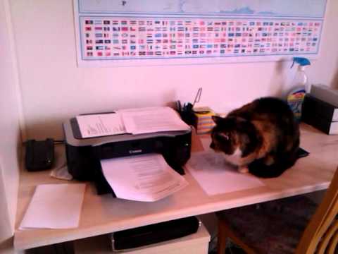 Cat watching the printer doing its job - YouTube