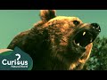 The deadly consequences of a 400pound bear  animal documentary  curious natural world