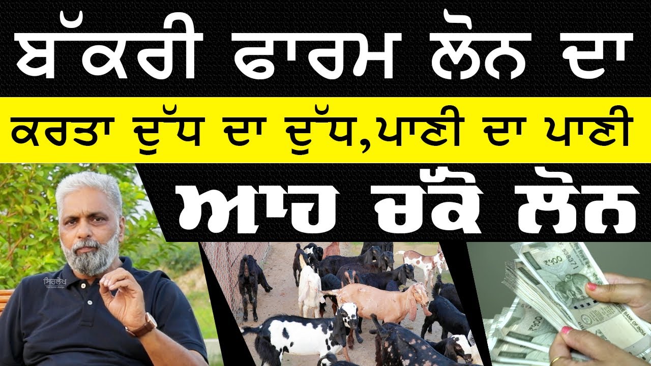 Bakri Farm loan  ਦਾ ਕਰਤਾ ਦੁੱਧ ਦਾ ਦੁੱਧ,ਪਾਣੀ ਦਾ ਪਾਣੀ  | Goat farming| Breeding Farm | बकरी पालन