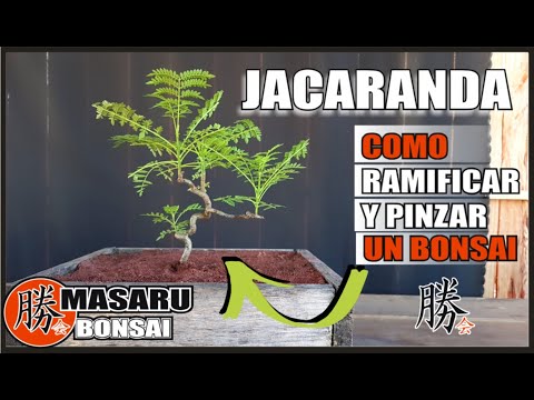 Vídeo: Poda de Jacarandá - Melhor Momento para Podar Jacarandás