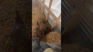 Chickens looking for treats during rain storm. 🐓#shorts #chicken #shortvideo #short #farming #farm