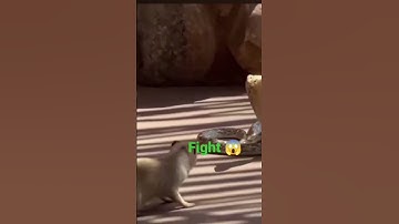 mongoose V