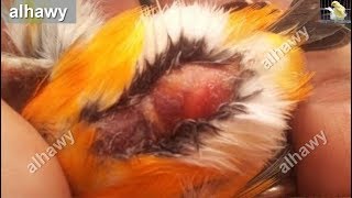 كيف تكتشف مرض الكوكسيديا فالكناري وتحمى الطيور منه