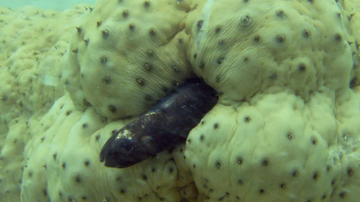 Pearlfish hides inside a sea cucumber - Natural World 2016: Episode 2 Preview - BBC Two - DayDayNews