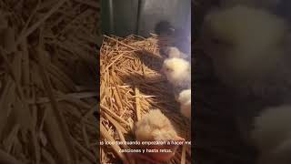 historia de chispa #gallinas #pollitos #avicultura #rancho #granja