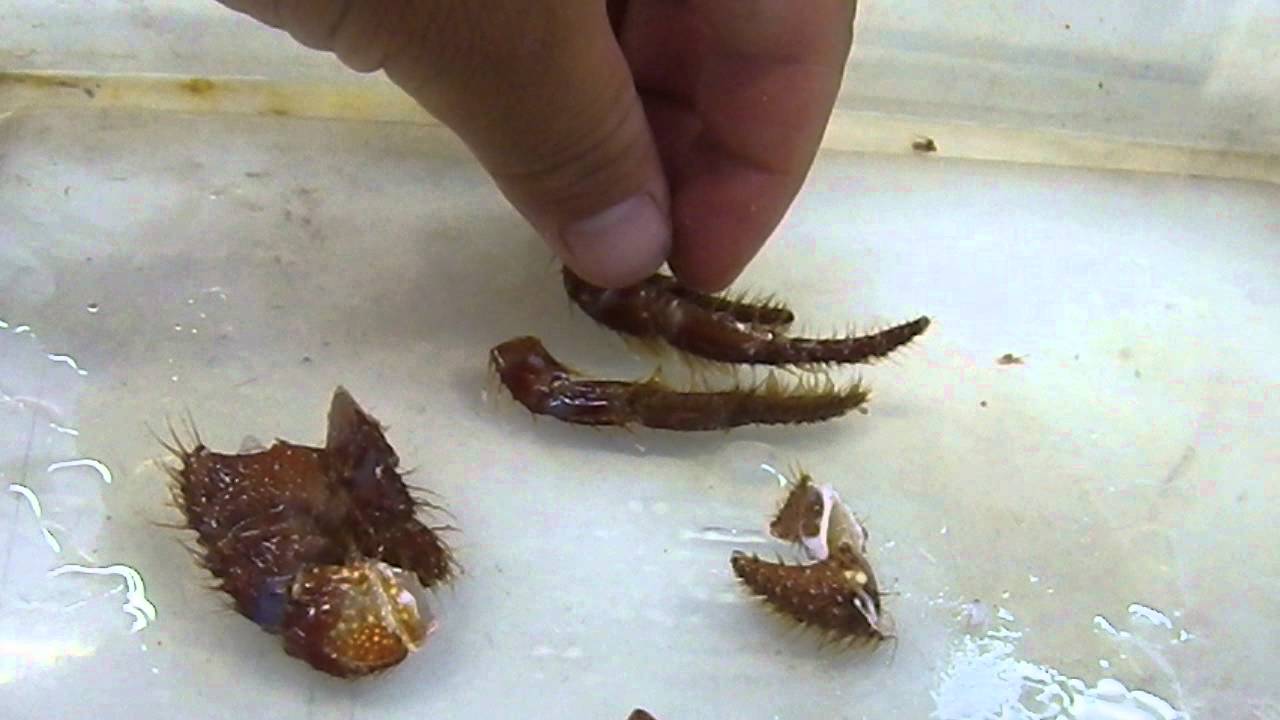 石鯛釣りエサ ヤドカリの爪の使用方法説明 底物魚釣り案内 和歌山釣太郎 Youtube