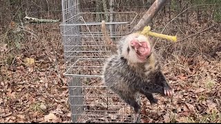 Trapping Pays Off. Big Possum!