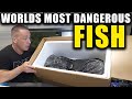 I BOUGHT THE WORLD'S MOST DANGEROUS FISH!!!