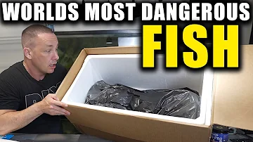 I BOUGHT THE WORLD'S MOST DANGEROUS FISH!!!