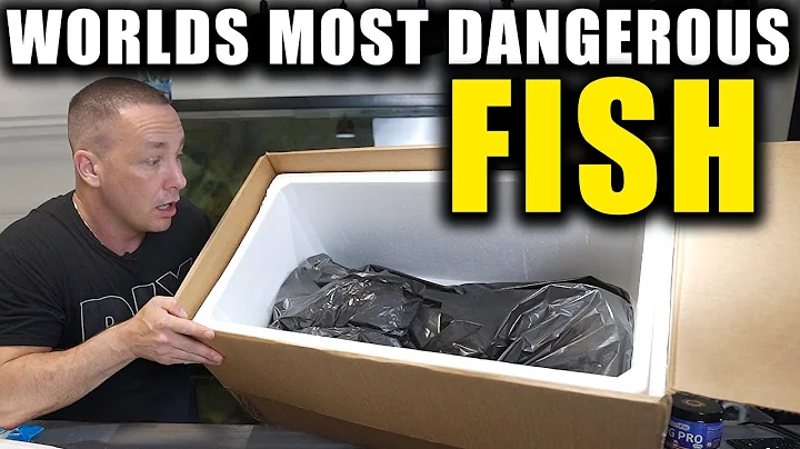 I BOUGHT THE WORLD'S MOST DANGEROUS FISH!!! - DayDayNews