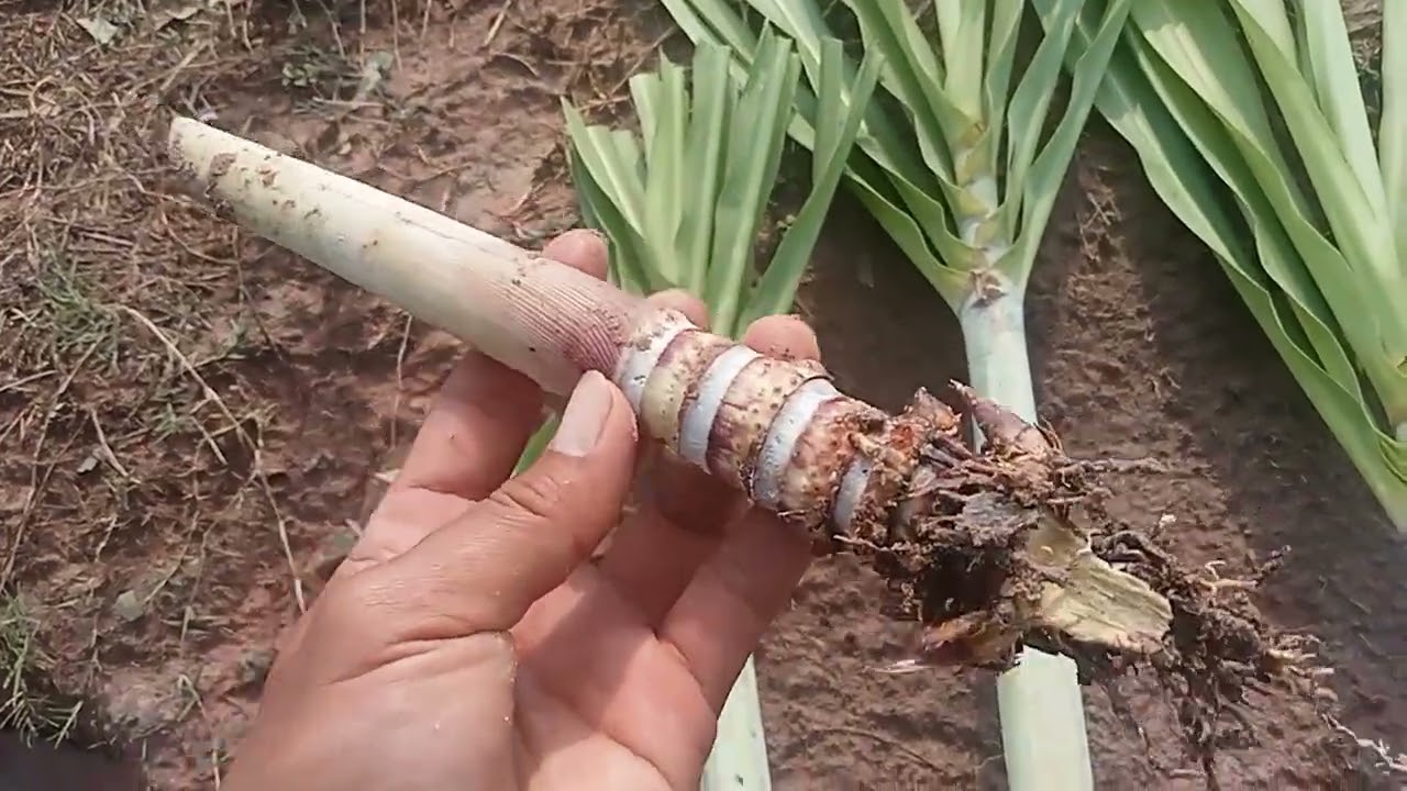 จะปลูกอ้อยด้วยเหง้า  ควรตัดใบทิ้ง เพราะอะไร ?  # อ้อยคั้นน้ำ #อ้อยสุพรรณบุรี1 #อ้อยเหลืองสีทองยูนาน 