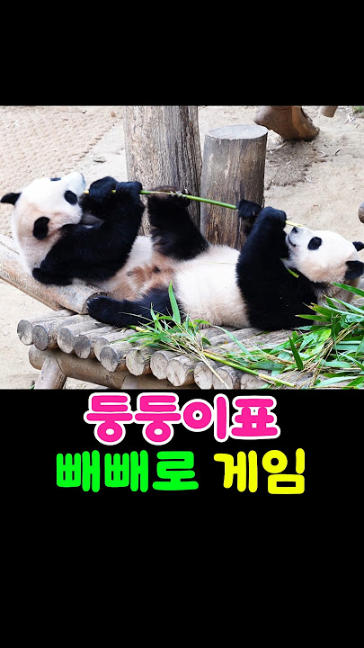 너무 귀엽잖아!🐼🐼#루이바오 #후이바오 # 둥둥이
