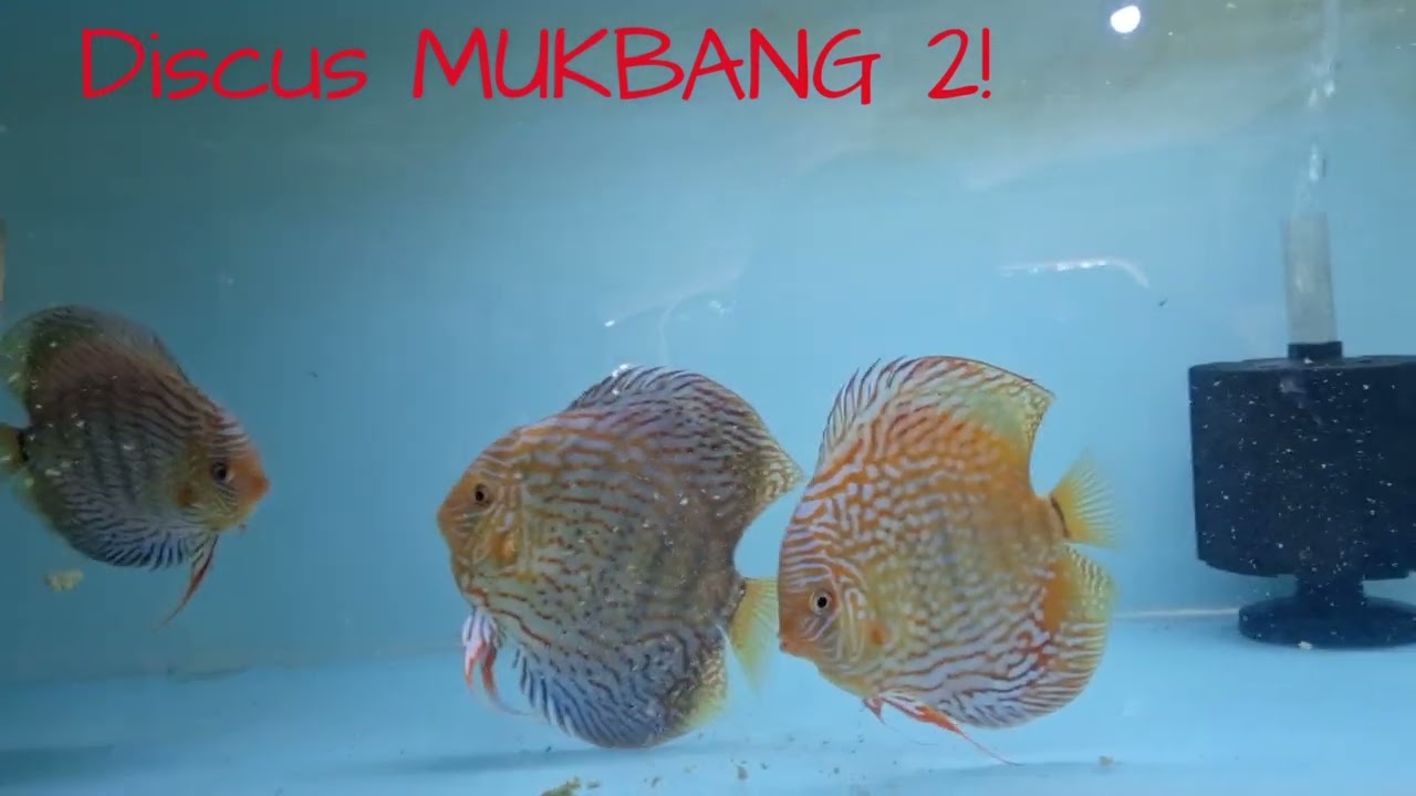 Discus fries 1 month and onwards: MUKBANG 2!