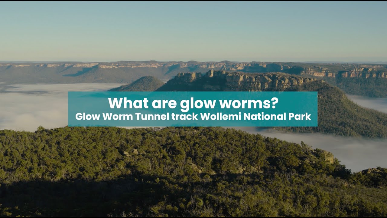 Glow Worm Tunnel Blue Mountains - Science behind glow worms
