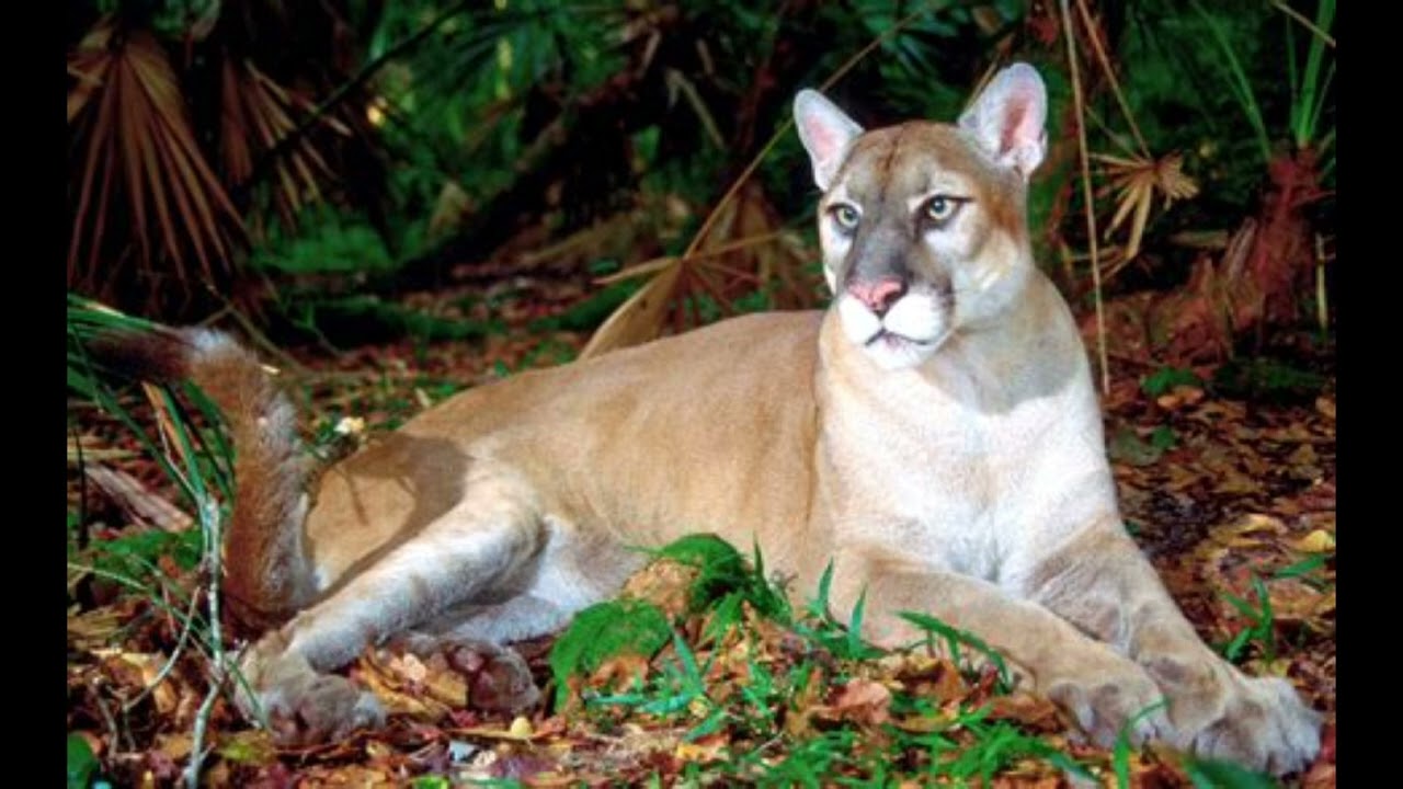 Florida panther Sound effects