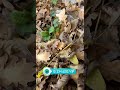 🎁 Как думаете что было внутри? #клад #находки #мориарти