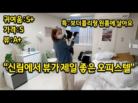 &quot;신림에서 제일 뷰가 좋은 오피스텔&quot; l 보더콜리랑 원룸에 살아요 l 신림 오피스텔 전세