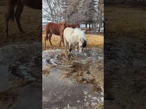 Splish Splash! #pony