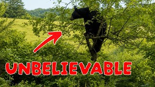 The BEST Trail Camera Video You'll Ever Watch