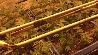 What would the GROW BOSS  think? Grow tent guru video 4 season 6