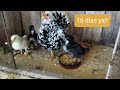 Pollitos de gallina campera con 16 días de vida