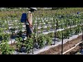 SECRET FARMER TRICK! MAKE CHILI PLANTS GROW FASTER WITH THIS SMART METHOD - Agriculture Gardening