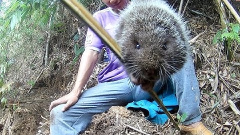 Đào bắt dúi rừng phát hiện được một đàn dúi -  Dig and catch the forest