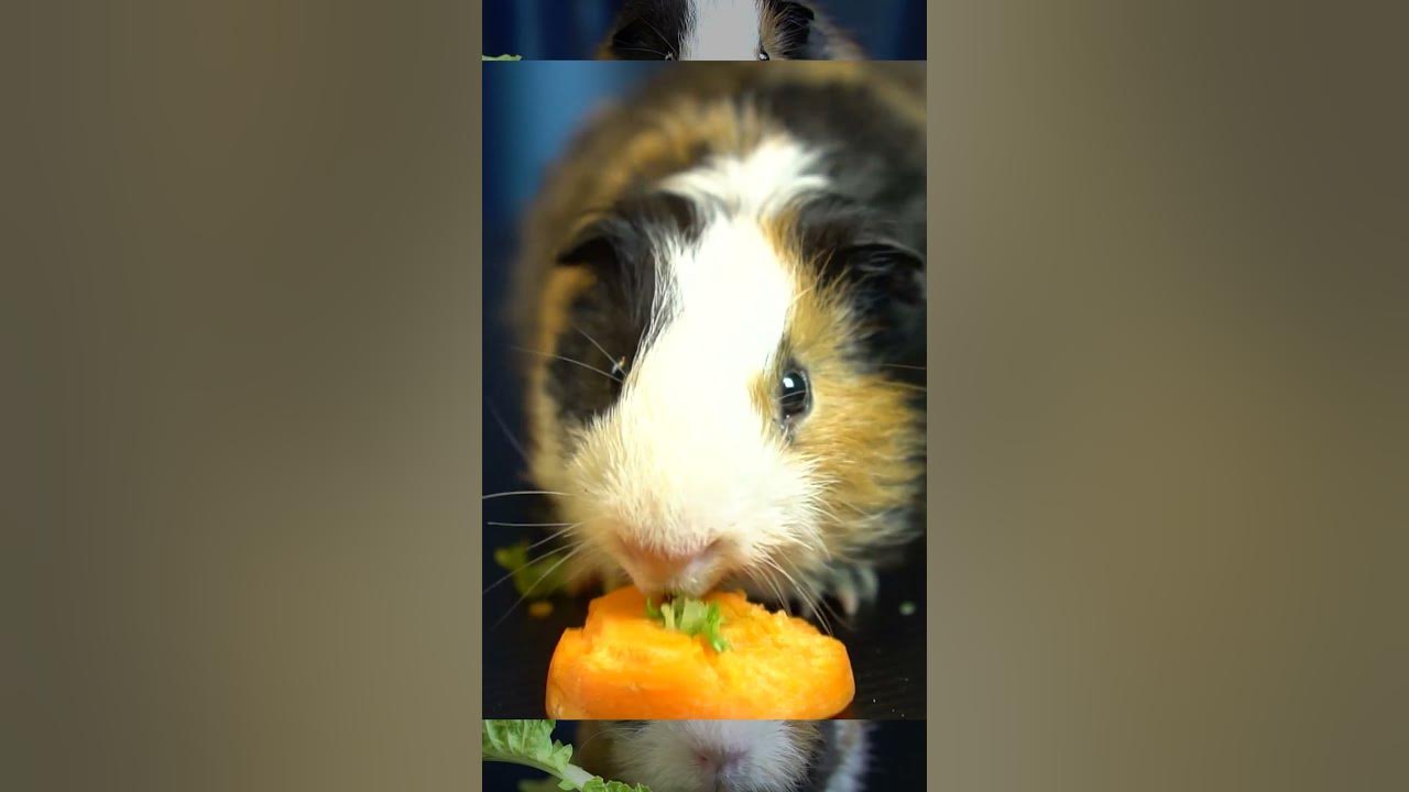 Hamster 🐹 EATING FOOD ASMR Eating Lettuce Cucumbe r Cabbage Mukbang 먹방