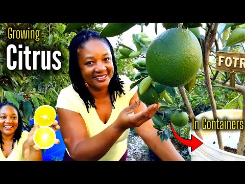 How To Grow Citrus In Containers That Yield A Ton Of Fruits/Soil Prep/Fertilizer/Pest Control 