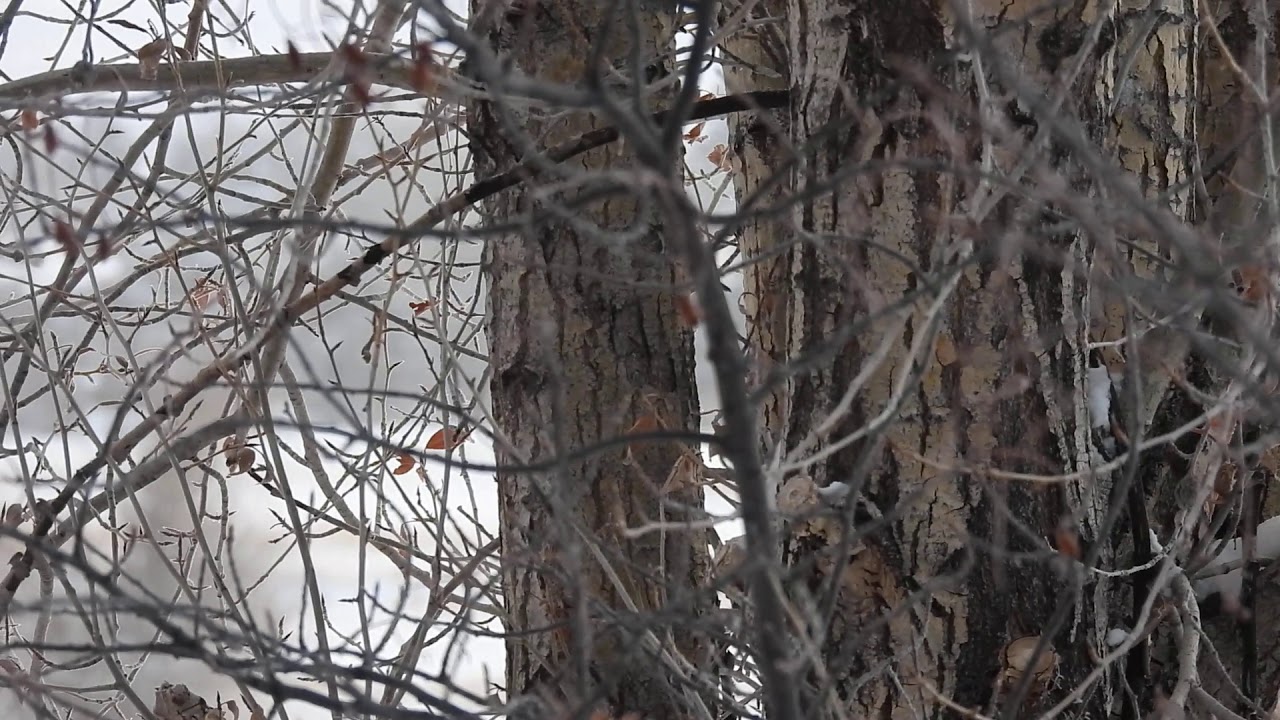 Black-Capped Chickadee Fee-bee Call (aka cheeseburger)