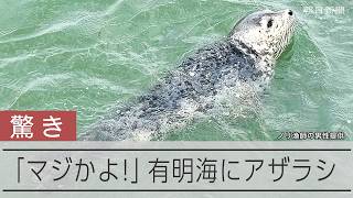 有明海にアザラシ、漁師驚き「マジかよ」冷たい海から南下してきたか