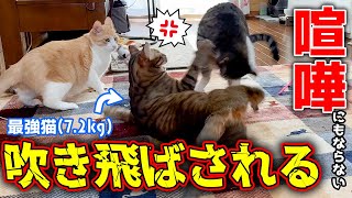 最強の猫に喧嘩を売ってしまい実家の猫が吹き飛ばされてしまいました…