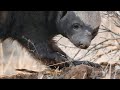 Honey Badger and Namaqua Rock Rat