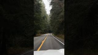 Epic Elk Crossing Road 🌧️ | Cinematic Nature Short #wildlife #pnw #rainforest #roadtrip