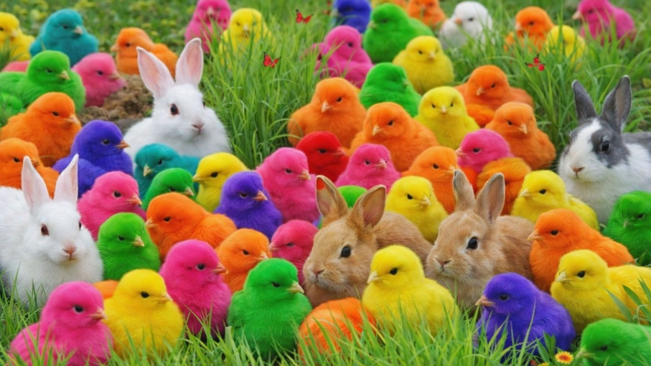 NONSTOP CUTE ALERT! Baby Chicks Playing LIVE! 🔥