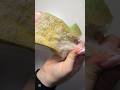 ASMR 🫧 Frozen-Soapy massage sponge ripping 🧊 Picking plastic scour off #asmr #satisfying #shorts