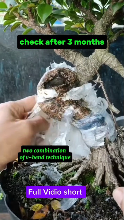 check after 3 months #bonsai #bonsaitree #ficus