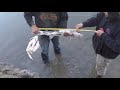 SACRAMENTO RIVER STURGEON AND STRIPER FISHING
