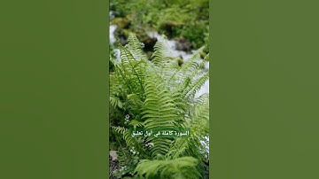 من سورة يس، بصوت الشيخ عبدالرشيد صوفي