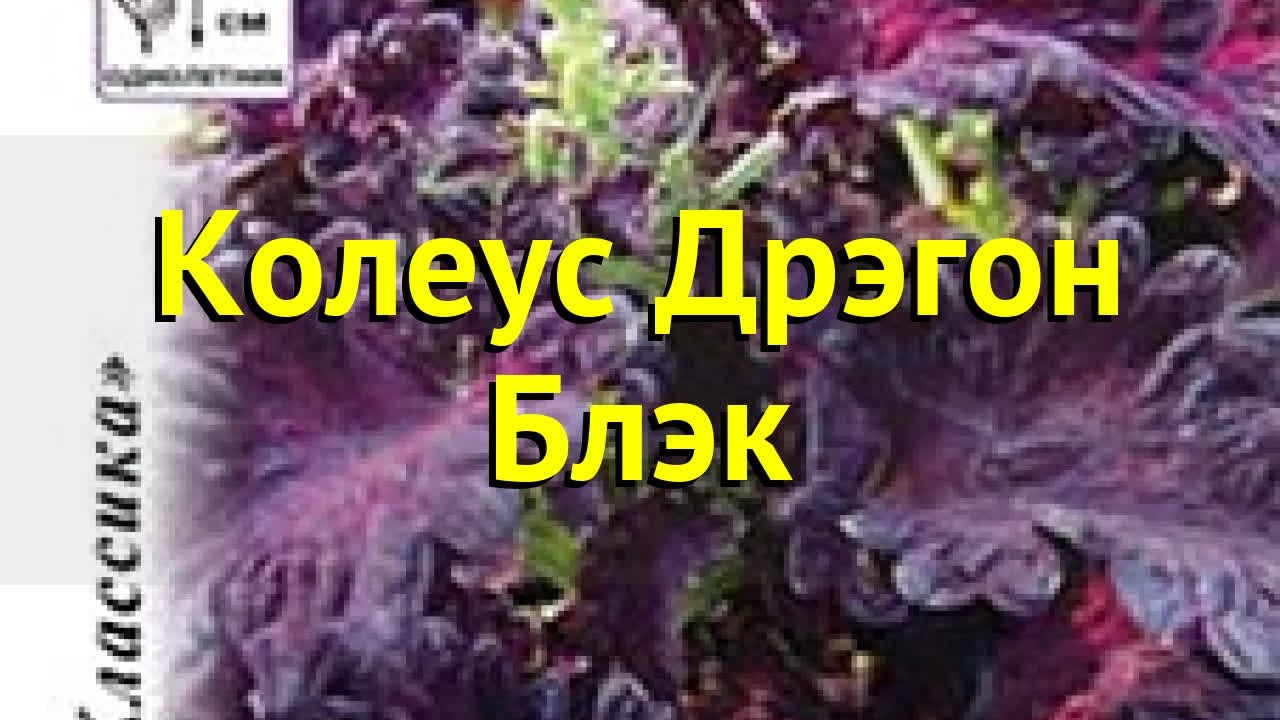 Колеус (Колеус Дрэгон Блэк). Краткий обзор, описание характеристик, где ...