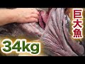 34Kg巨大魚【閲覧食注意】食べると大変な事になる天然魚！！
