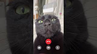 📞😼