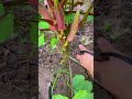 Tips For Cutting Plant Stems Correctly Smartfarming Tips For Cutting Plant Stems Correctly Smartfarming