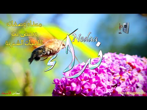 معنى اسم نداء وصفات حاملة هذا الاسم على قناة معاني الاسماء Nedaa 