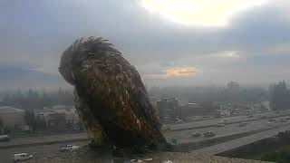 Beautiful hawk takes advantage of sunny break in the rain! screenshot 4