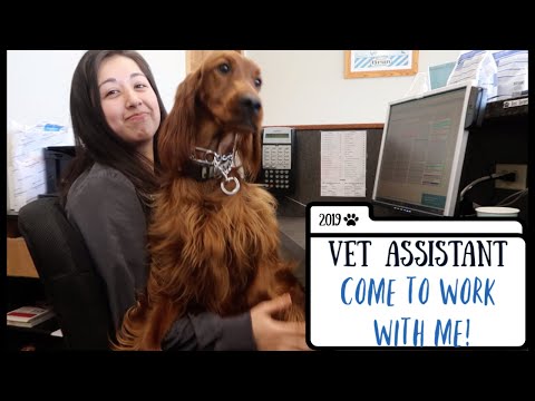 vet-assistant-|-come-to-work-with-me!