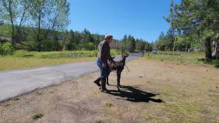 MULE FOAL 2DAYS 2WEEKS