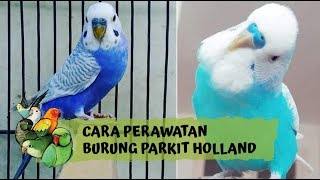 Karakter Burung Parkit Holland dan Cara Perawatannya