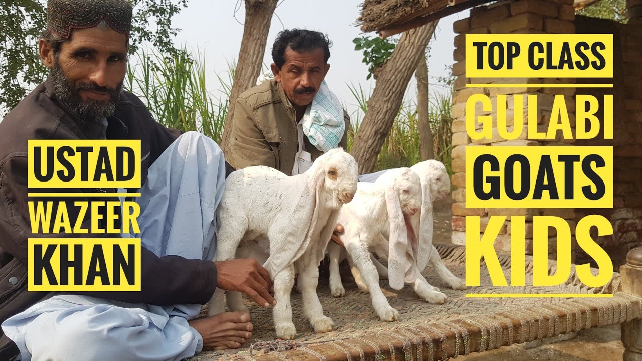 TOP CLASS GULABI GOATS KIDS || NO 1 GULABI GOATS livestock information by Muhammad Ali